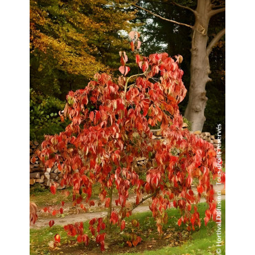CORNUS EDDIE'S WHITE WONDER