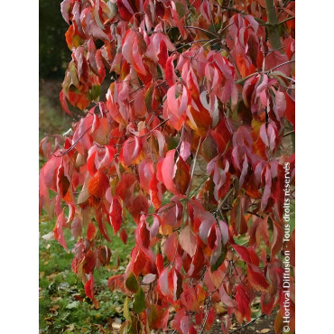 CORNUS EDDIE'S WHITE WONDER