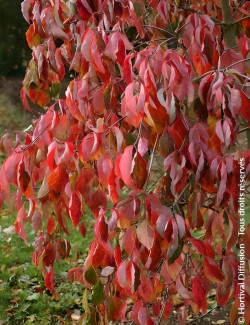 CORNUS EDDIE'S WHITE WONDER