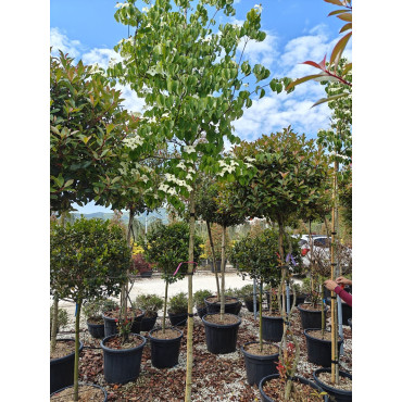 CORNUS kousa En pot de 35-50 litres tige hauteur du tronc 190-210 cm circonférence du tronc 08-10 cm