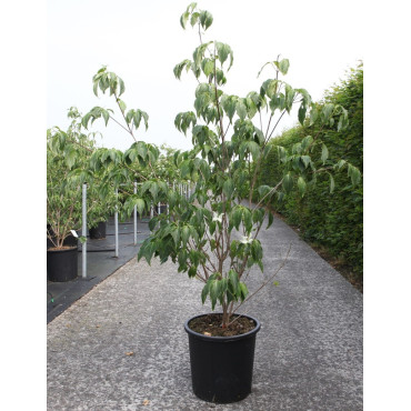 CORNUS kousa CHINENSIS En pot de 25-30 litres buisson hauteur 150-175 cm