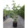 CORNUS kousa CHINENSIS En pot de 25-30 litres buisson hauteur 150-175 cm