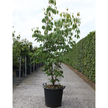 CORNUS kousa CHINENSIS En pot de 30-35 litres buisson hauteur 175-200 cm