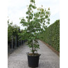CORNUS kousa CHINENSIS En pot de 30-35 litres buisson hauteur 175-200 cm
