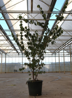 CORNUS officinalis En pot de 50-70 litres buisson hauteur 150-175 cm