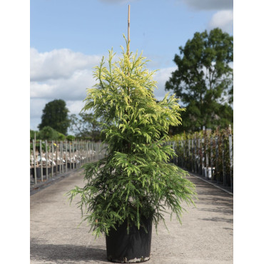 CRYPTOMERIA japonica SEKKAN SUGI En pot de 15-20 litres hauteur 125-150 cm