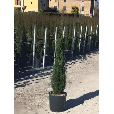 CUPRESSUS sempervirens STRICTA En pot de 12-15 litres hauteur 125-150 cm