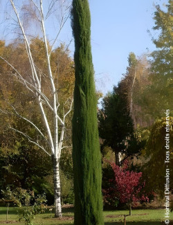 CUPRESSUS sempervirens TOTEM