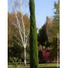 CUPRESSUS sempervirens TOTEM