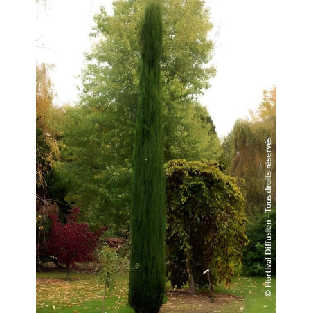 CUPRESSUS sempervirens TOTEM CUPRESSUS sempervirens TOTEM