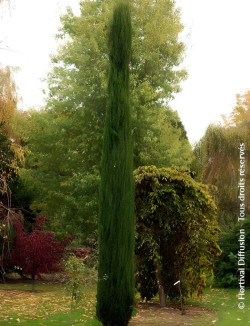 CUPRESSUS sempervirens TOTEM