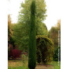 CUPRESSUS sempervirens TOTEM