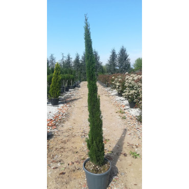 CUPRESSUS sempervirens TOTEM En pot de 25-30 litres hauteur 175-200 cm