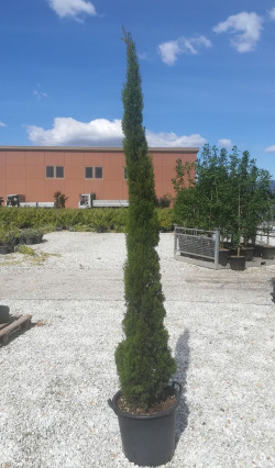 CUPRESSUS sempervirens TOTEM En pot de 30-35 litres hauteur 200-250 cm