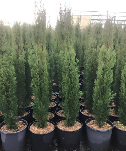CUPRESSUS sempervirens TOTEM En pot de 7-10 litres hauteur 080-100 cm