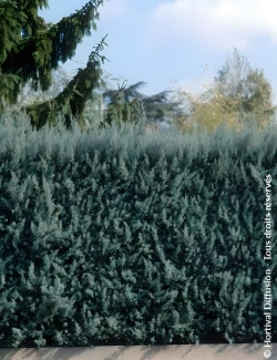 CUPRESSUS arizonica FASTIGIATA