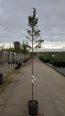 ELAEAGNUS angustifolia En pot de 15-20 litres tige hauteur du tronc 190-210 cm circonférence du tronc 06-08 cm