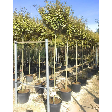ELAEAGNUS ebbingei VIVELEG En pot de 30-35 litres tige hauteur du tronc 190-210 cm circonférence du tronc 08-10 cm