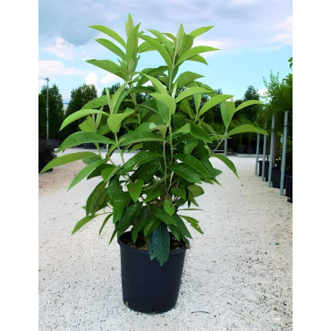 ERIOBOTRYA japonica En pot de 15-20 litres buisson hauteur 060-080 cm
