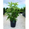 ERIOBOTRYA japonica En pot de 15-20 litres buisson hauteur 060-080 cm