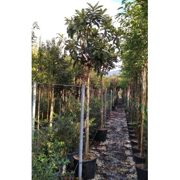 ERIOBOTRYA japonica En pot de 35-50 litres tige hauteur du tronc 190-210 cm circonférence du tronc 12-14 cm