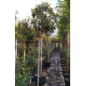 ERIOBOTRYA japonica En pot de 35-50 litres tige hauteur du tronc 190-210 cm circonférence du tronc 12-14 cm