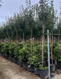 PHOTINIA fraseri RED ROBIN En pot de 70-90 litres tige hauteur du tronc 190-210 cm circonférence du tronc 12-14 cm