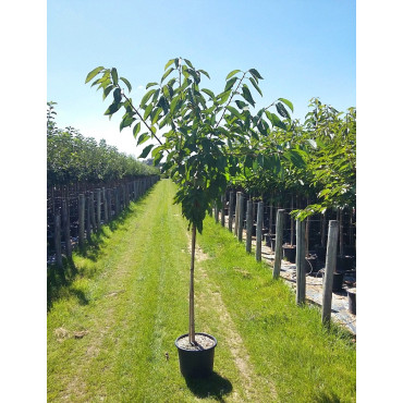 CERISIER En pot de 15-20 litres tige hauteur du tronc 110-130 cm