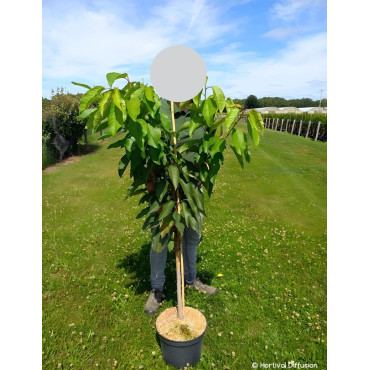 CERISIER En pot de 10-12 litres gobelet 2-3 ans d'âge