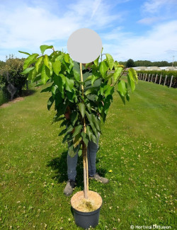 CERISIER En pot de 10-12 litres gobelet 2-3 ans d'âge