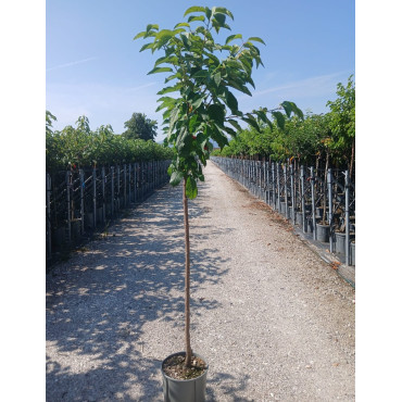 CERISIER En pot de 12-15 litres tige hauteur du tronc 090-110 cm