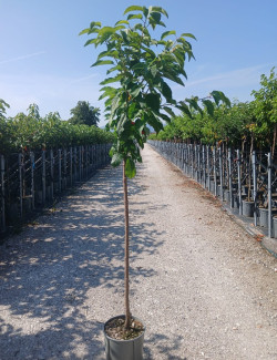 CERISIER En pot de 12-15 litres tige hauteur du tronc 090-110 cm