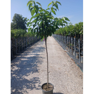 CERISIER En pot de 15-20 litres tige hauteur du tronc 090-110 cm