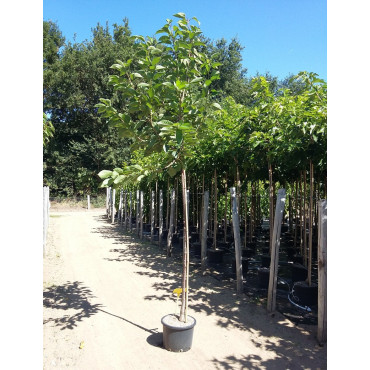 CERISIER En pot de 25-30 litres tige hauteur du tronc 190-210 cm circonférence du tronc 08-10 cm