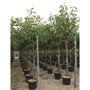 CERISIER En pot de 35-50 litres tige hauteur du tronc 190-210 cm circonférence du tronc 12-14 cm