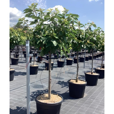 CERISIER En pot de 70-90 litres tige hauteur du tronc 090-110 cm circonférence du tronc 14-16 cm