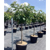 CERISIER En pot de 70-90 litres tige hauteur du tronc 090-110 cm circonférence du tronc 14-16 cm