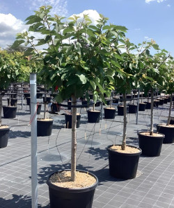 CERISIER En pot de 70-90 litres tige hauteur du tronc 090-110 cm circonférence du tronc 14-16 cm