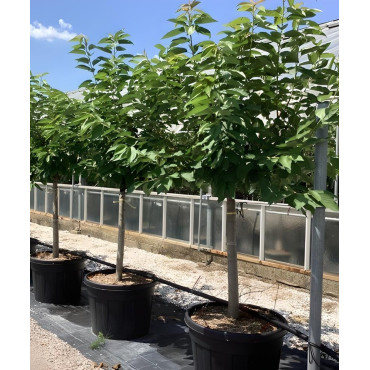 CERISIER En pot de 110-130 litres tige hauteur du tronc 090-110 cm circonférence du tronc 20-25 cm