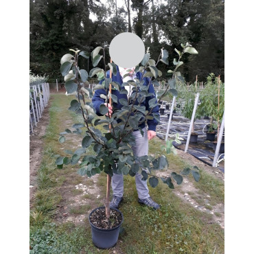 COGNASSIER En pot de 10-12 litres gobelet 2-3 ans d'âge
