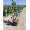 FIGUIER En pot de 15-20 litres buisson hauteur 080-100 cm