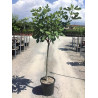 FIGUIER En pot de 25-30 litres tige hauteur du tronc 090-110 cm
