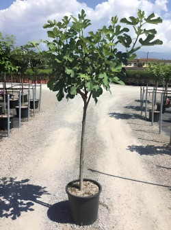 FIGUIER En pot de 25-30 litres tige hauteur du tronc 090-110 cm
