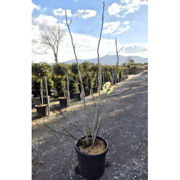 FIGUIER En pot de 35-50 litres buisson hauteur 175-200 cm
