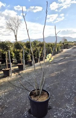 FIGUIER En pot de 35-50 litres buisson hauteur 175-200 cm