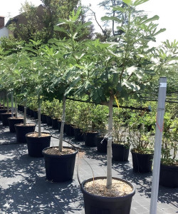 FIGUIER En pot de 70-90 litres tige hauteur du tronc 090-110 cm circonférence du tronc 14-16 cm