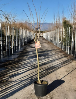 KAKI En pot de 15-20 litres tige hauteur du tronc 110-130 cm