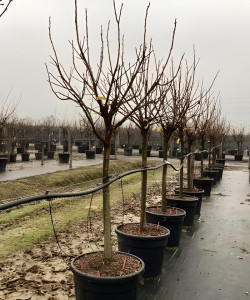 plaqueminier-kaki-cioccolatino-diospyros-kaki-cioccolatino-5.jpg