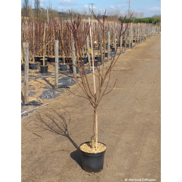 PÊCHER En pot de 10-12 litres gobelet 2-3 ans d'âge
