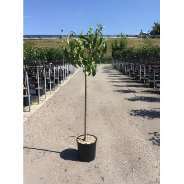 PÊCHER En pot de 15-20 litres tige hauteur du tronc 090-110 cm